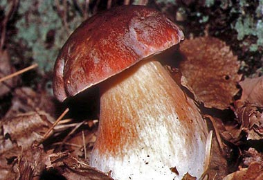 Porcini